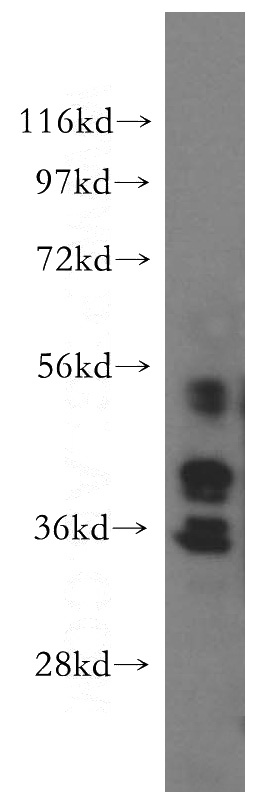 NIH/3T3 cells were subjected to SDS PAGE followed by western blot with Catalog No:116871(WDR5 antibody) at dilution of 1:500