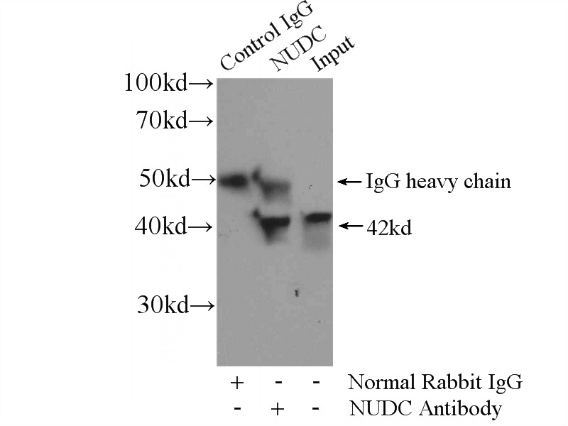IP Result of anti-NUDC (IP:Catalog No:113411, 4ug; Detection:Catalog No:113411 1:1000) with HEK-293 cells lysate 2800ug.