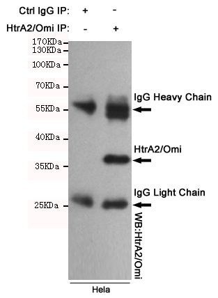 Immunoprecipitation analysis of Hela cell lysates using HtrA2/Omi mouse mAb.