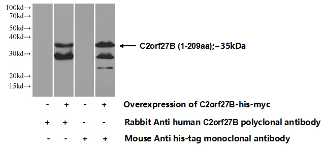 Transfected HEK-293 cells were subjected to SDS PAGE followed by western blot with Catalog No:108711(C2orf27B Antibody) at dilution of 1:500