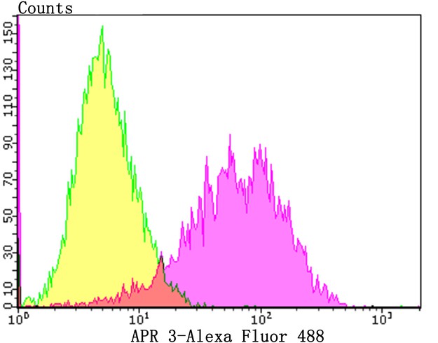 Fig5: Flow cytometric analysis of MCF-7 cells with APR3 antibody at 1/100 dilution (Pink purple) compared with an unlabelled control (cells without incubation with primary antibody; Yellow). Alexa Fluor 488-conjugated goat anti-rabbit IgG was used as the secondary antibody.