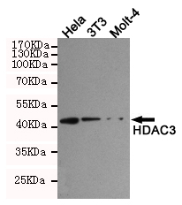 Western blot analysis of extracts from Hela,Molt-4 and 3T3 cells using HDAC3 rabbit pAb (dilution 1:1000).Predicted band size:49KDa.Observed band size:49KDa.