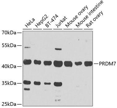 Western blot - PRDM7 Polyclonal Antibody 