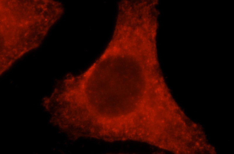 Immunofluorescent analysis of HepG2 cells, using ACTB antibody Catalog No:117305 at 1:25 dilution and Rhodamine-labeled goat anti-rabbit IgG (red).