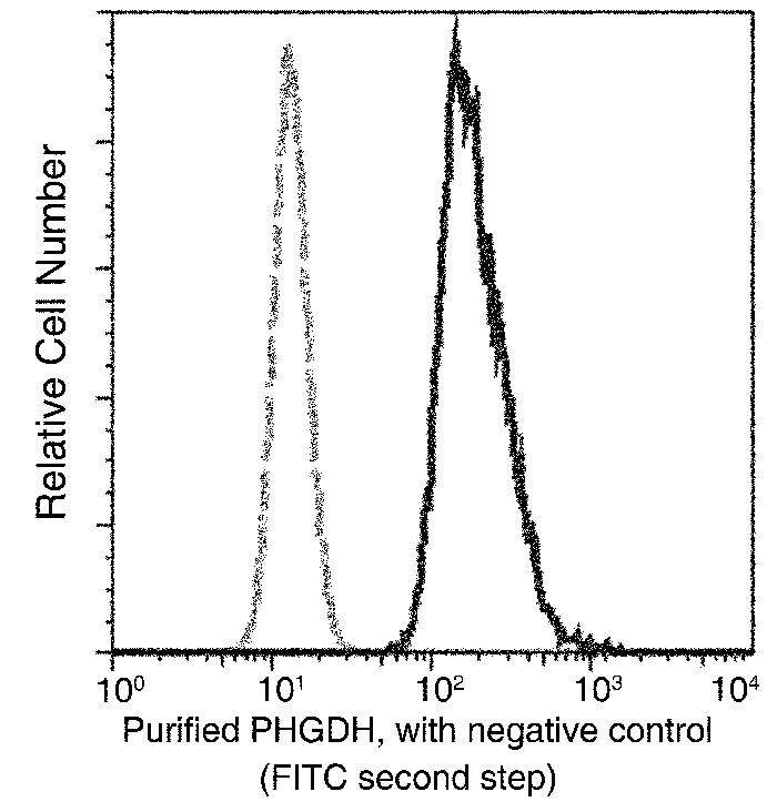 PGDH / PHGDH Antibody, Mouse MAb