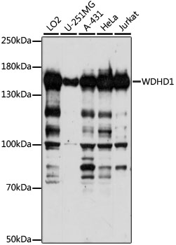 Western blot - WDHD1 Polyclonal Antibody 