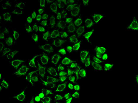 Immunofluorescence - PRL Polyclonal Antibody 