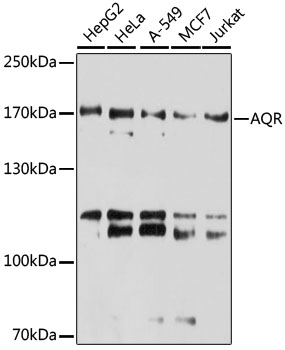 Western blot - AQR Polyclonal Antibody 