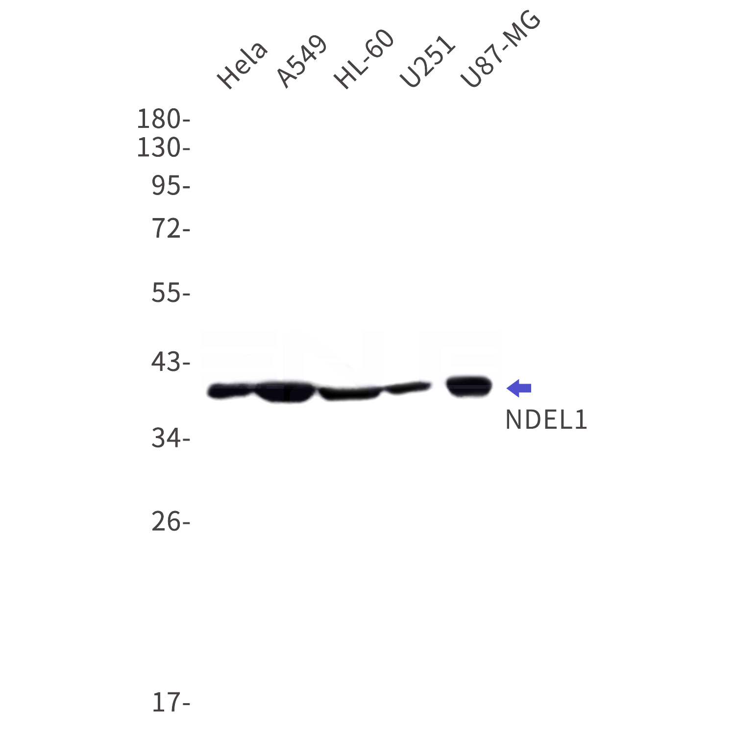 Western blot detection of NDEL1 in Hela,A549,HL-60,U251,U87-MG cell lysates using NDEL1 Rabbit mAb(1:1000 diluted).Predicted band size:38kDa.Observed band size:38kDa.
