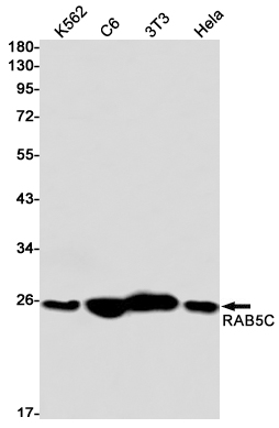 Western blot detection of RAB5C in K562,C6,3T3,Hela cell lysates using RAB5C Rabbit mAb(1:1000 diluted).Predicted band size:24kDa.Observed band size:24kDa.