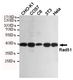 Western blot detection of Rad51 in CHO-K1,COS7,C6,3T3 and Hela cell lysates using Rad51 mouse mAb (1:1000 diluted).Predicted band size:37KDa.Observed band size:37KDa.