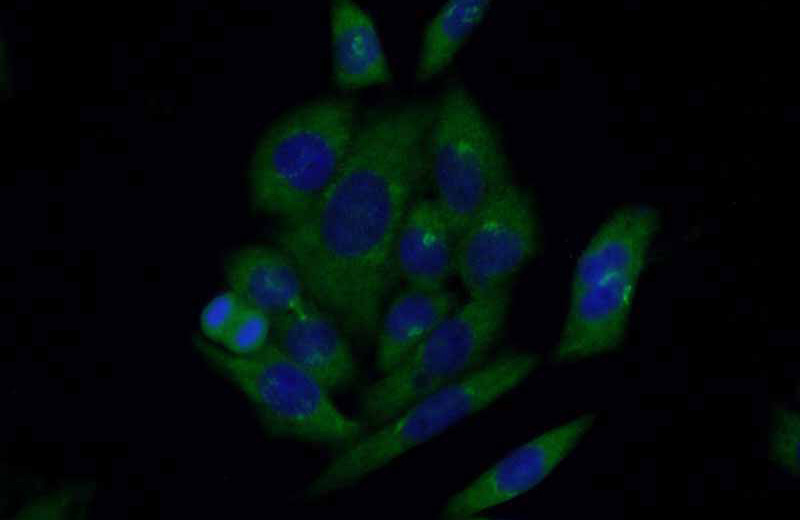 Immunofluorescent analysis of (-20oc Ethanol) fixed HeLa cells using Catalog No:107305(GOLM1 Antibody) at dilution of 1:100 and Alexa Fluor 488-congugated AffiniPure Goat Anti-Mouse IgG(H+L)