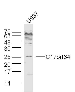 Fig1: Sample:; U937 Cell (Human) Lysate at 30 ug; Primary: Anti- C17orf64 at 1/300 dilution; Secondary: IRDye800CW Goat Anti-Rabbit IgG at 1/20000 dilution; Predicted band size: 27 kD; Observed band size: 27 kD