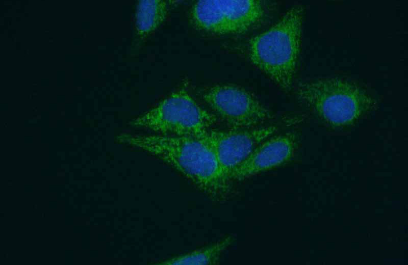 Immunofluorescent analysis of (10% Formaldehyde) fixed HepG2 cells using Catalog No:112956(NARS2 Antibody) at dilution of 1:50 and Alexa Fluor 488-congugated AffiniPure Goat Anti-Rabbit IgG(H+L)