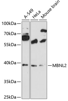 Western blot - MBNL2 Polyclonal Antibody 