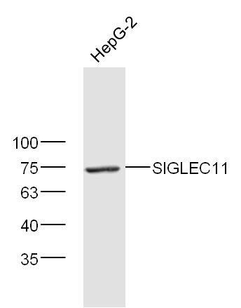 Fig1: Protein: HepG2(human) lysate at 40ug;; Primary: rabbit Anti-SIGLEC11 at 1:300;; Secondary: HRP conjugated Goat-Anti-rabbit IgG(bs-0295G-HRP) at 1: 5000;; Predicted band size: 74 kD; Observed band size: 74 kD