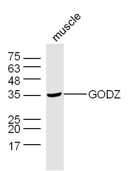 Fig1: Sample: Muscle (Mouse) Lysate at 40 ug; Primary: Anti-GODZ at 1/300 dilution; Secondary: IRDye800CW Goat Anti-Rabbit IgG at 1/20000 dilution; Predicted band size: 37 kD; Observed band size: 37 kD