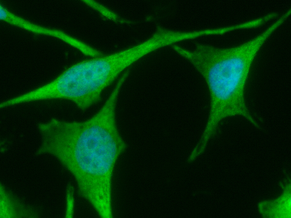 TXNRD1 Antibody, Mouse MAb, Immunofluorescence