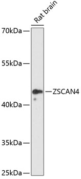 Western blot - ZSCAN4 Polyclonal Antibody 