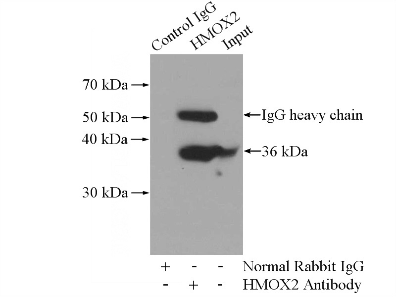 IP Result of anti-HMOX2 (IP:Catalog No:111492, 4ug; Detection:Catalog No:111492 1:500) with Raji cells lysate 2000ug.