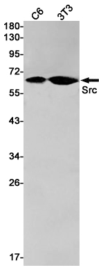Western blot detection of Src in C6,3T3 cell lysates using Src Rabbit pAb(1:1000 diluted).Predicted band size:60kDa.Observed band size:60kDa.