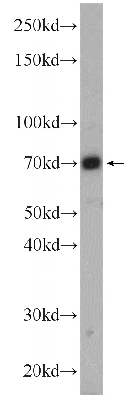 HEK-293 cells were subjected to SDS PAGE followed by western blot with Catalog No:113616(PBX4 Antibody) at dilution of 1:600