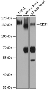 Western blot - CD31 Polyclonal Antibody 