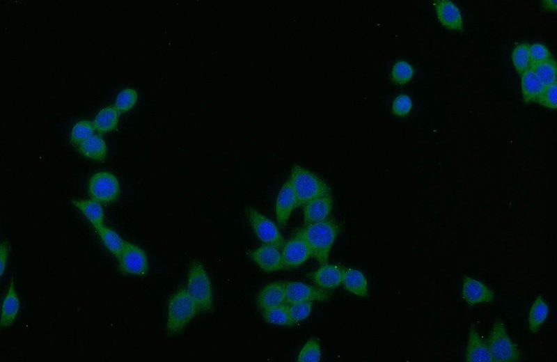 Immunofluorescent analysis of BxPC-3 cells using Catalog No:113482(PADI2 Antibody) at dilution of 1:25 and Alexa Fluor 488-congugated AffiniPure Goat Anti-Rabbit IgG(H+L)