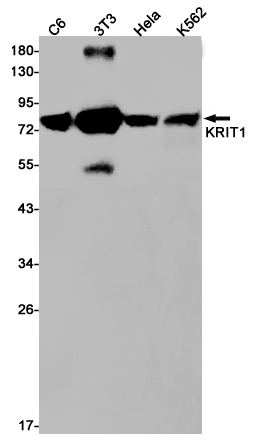 Western blot detection of KRIT1 in C6,3T3,Hela,K562 cell lysates using KRIT1 Rabbit pAb(1:1000 diluted).Predicted band size:84kDa.Observed band size:84kDa.
