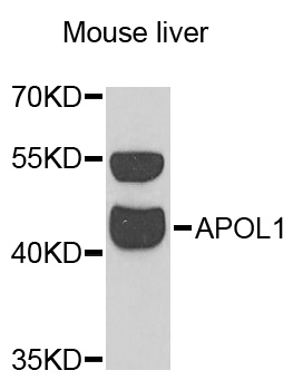 Western blot - APOL1 Polyclonal Antibody 