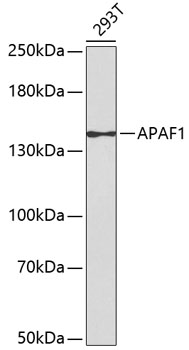 Western blot - APAF1 Polyclonal Antibody 