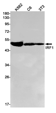 Western blot detection of IRF1 in K562,C6,3T3 cell lysates using IRF1 Rabbit pAb(1:1000 diluted).Predicted band size:37kDa.Observed band size:48kDa.