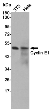 Western blot detection of Cyclin E1 in 3T3 and Hela cell lysates using Cyclin E1 rabbit pAb (1:500 diluted).Predicted band size:49kDa.Observed band size:49kDa.
