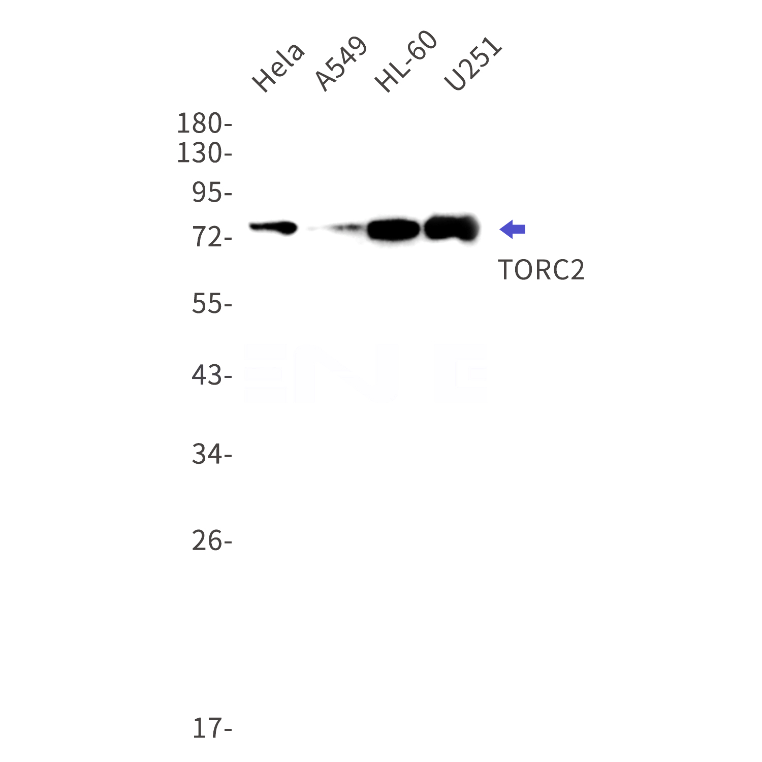 Western blot detection of TORC2 in Hela,A549,HL-60,U251 cell lysates using TORC2 Rabbit mAb(1:1000 diluted).Predicted band size:73kDa.Observed band size:80kDa.