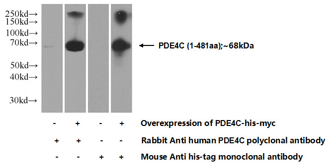 Transfected HEK-293 cells were subjected to SDS PAGE followed by western blot with Catalog No:113662(PDE4C Antibody) at dilution of 1:1000