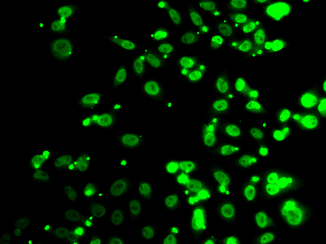 Immunofluorescence - FIP1L1 Polyclonal Antibody 
