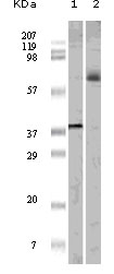Western blot analysis using ELK1 mouse mAb against truncated ELK1 recombinant protein (1) and K562 cell lysate (2).