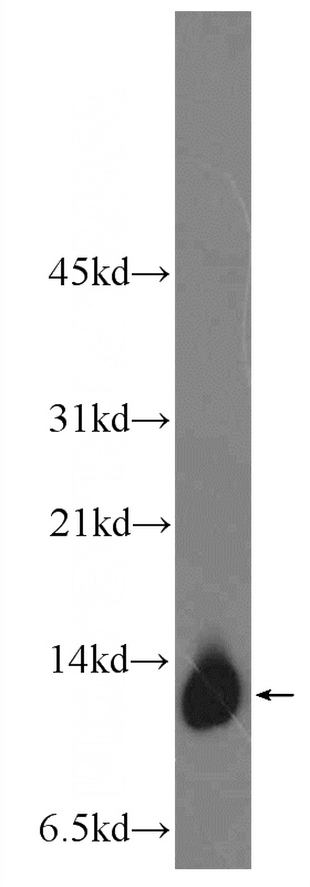 HEK-293 cells were subjected to SDS PAGE followed by western blot with Catalog No:112836(MRPL55 Antibody) at dilution of 1:600