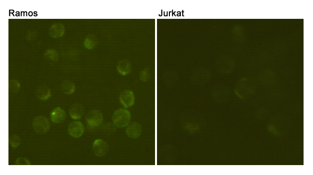 Confocal immunofluorescent analysis of Ramos (positive cell, left) and Jurkat (negative cell, right) using anti-CD19 mouse mAb (dilution 1:100).