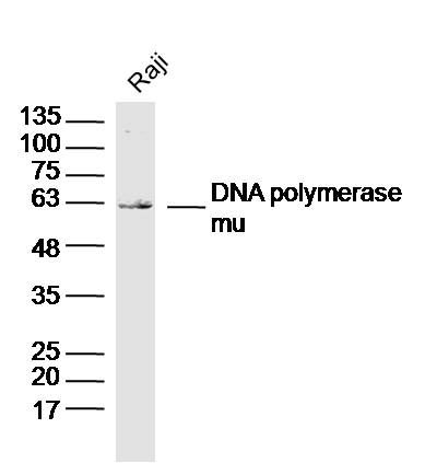 Fig2: Sample: Raji Cell(Human)Lysate at 30 ug; Primary: Anti-DNA polymerase mu at 1/300 dilution; Secondary: IRDye800CW Goat Anti-Rabbit IgG at 1/20000 dilution; Predicted band size: 55kD; Observed band size: 60kD