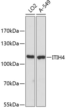 Western blot - ITIH4 Polyclonal Antibody 