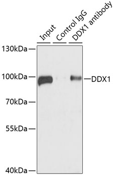 Immunoprecipitation - DDX1 Polyclonal Antibody 