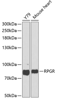 Western blot - RPGR Polyclonal Antibody 