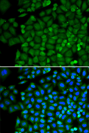 Immunofluorescence - SELENBP1 Polyclonal Antibody 