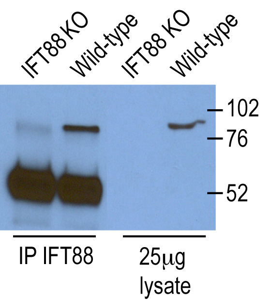 IP and WB result of IFT88(Catalog No:111674) from Dr. Corbit, Kevin. Knockout cells and WT cells.