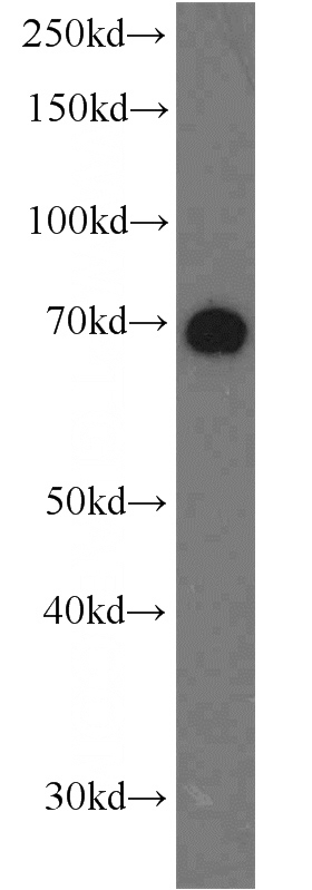 HeLa cells were subjected to SDS PAGE followed by western blot with Catalog No:113403(NUB1 antibody) at dilution of 1:600