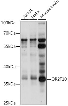 Western blot - OR2T10 Polyclonal Antibody 