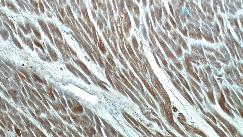 Immunohistochemistry of paraffin-embedded human heart tissue slide using Catalog No:114403(QSOX1 Antibody) at dilution of 1:50 (under 10x lens)