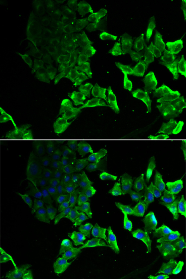 Immunofluorescence - SCYL1 Polyclonal Antibody 
