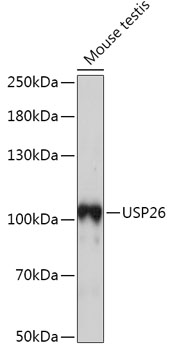 Western blot - USP26 Polyclonal Antibody 